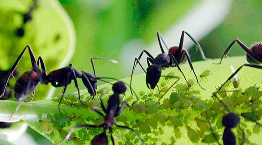 ¿Qué hacemos con las hormigas cortadoras en el jardín? 